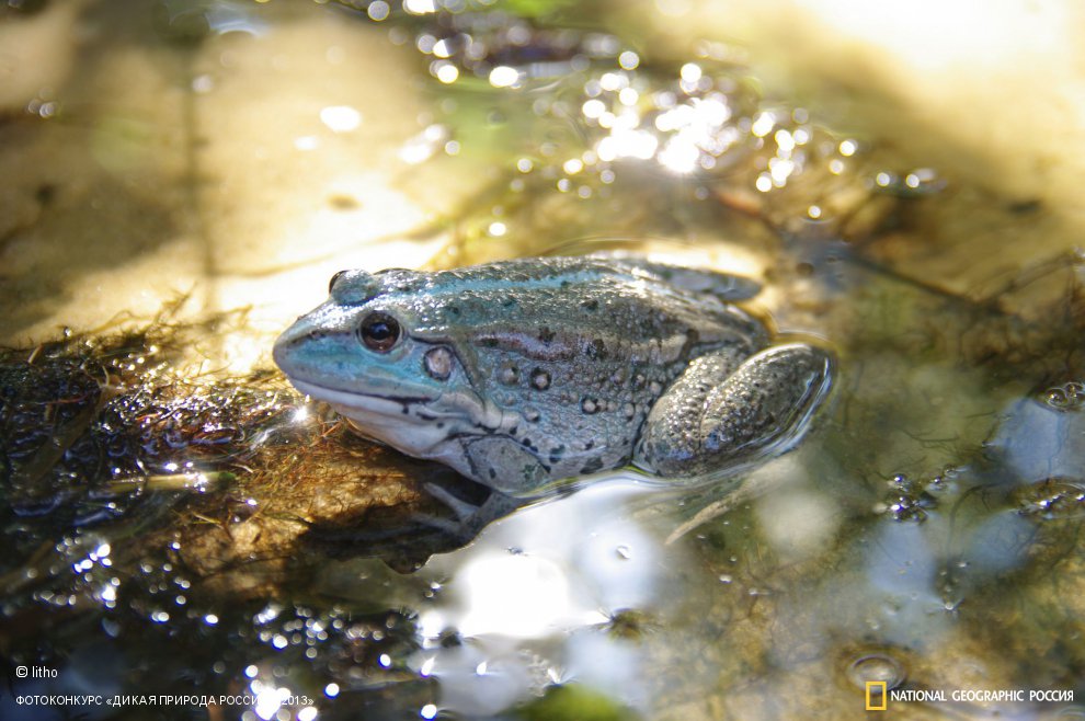 Голубая лягушка - 3