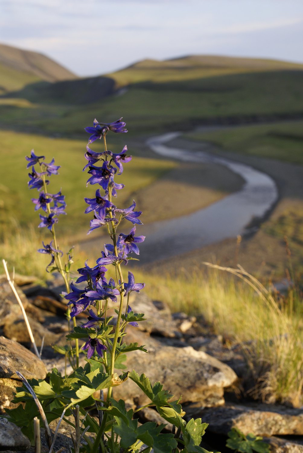 Колокольчики в тундре