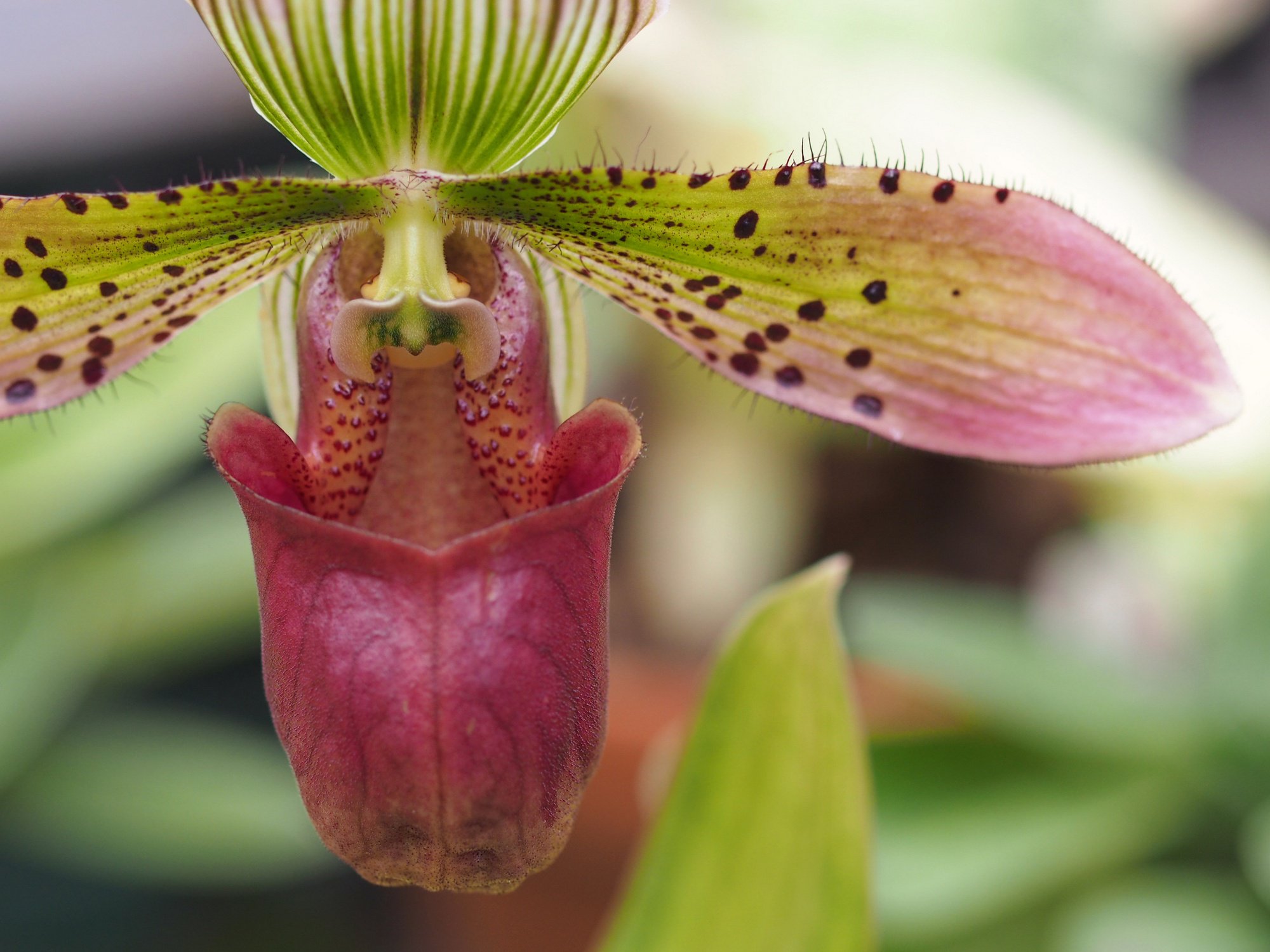 Пятнышки и щетинки