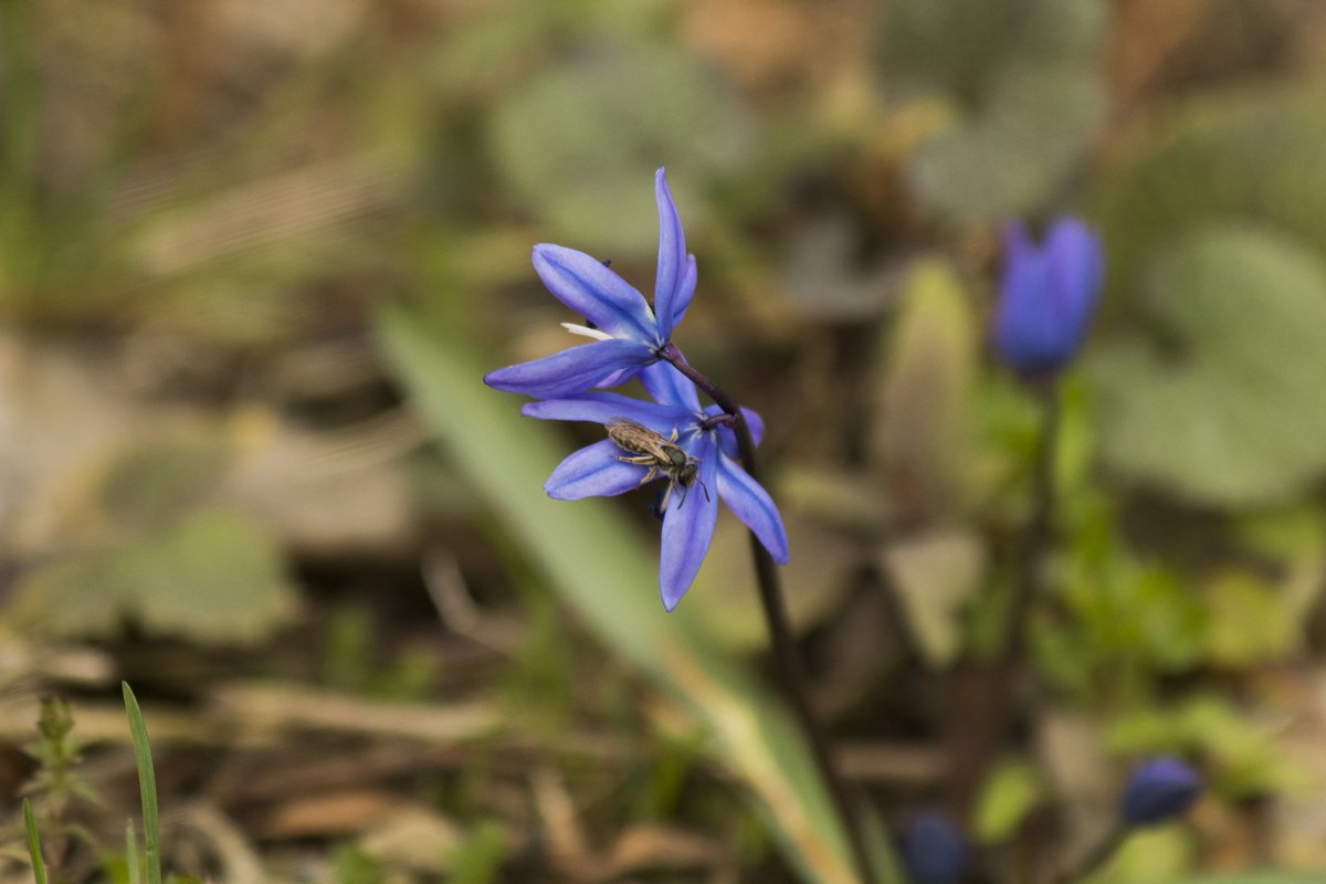 Пролеска сибирская