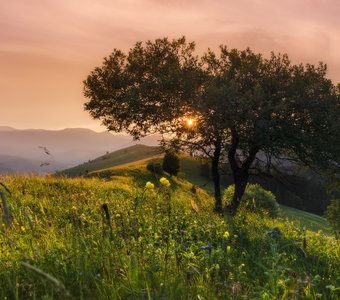 Карпаты. Закат солнца с деревом.