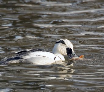 /upload/iblock/79f/79fbff69106727201c8145282c7c42cd.jpg