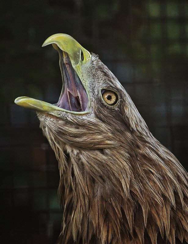 Восвояси примеры предложения. Советская историческая проза. Клекот это. Клекот это. Клекот это.