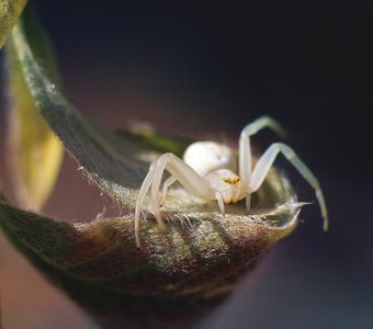 Misumena vatia (Clerck, 1757)