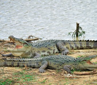 Терморегуляция крокодилов