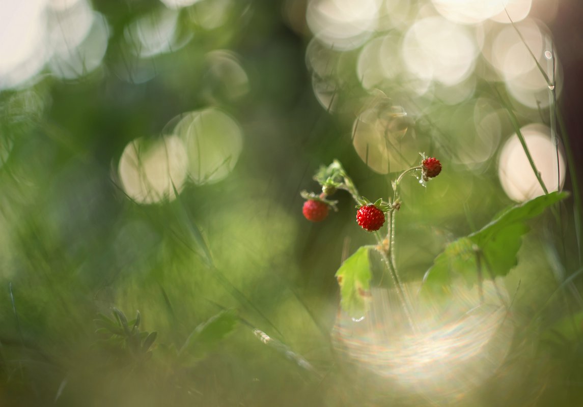 Лето ягода Макросъемка размытый