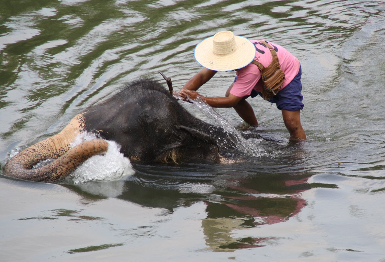 купание слона