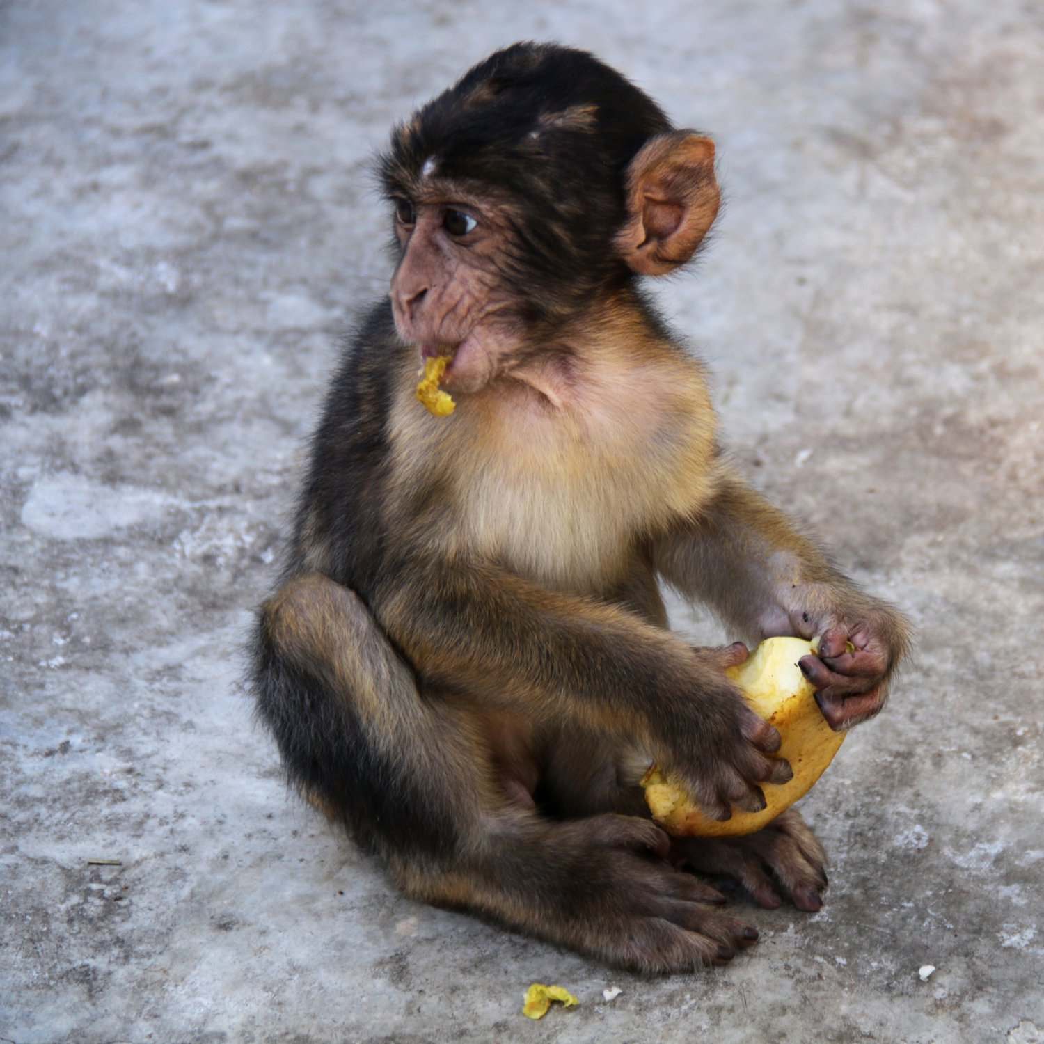 Маленький магот.