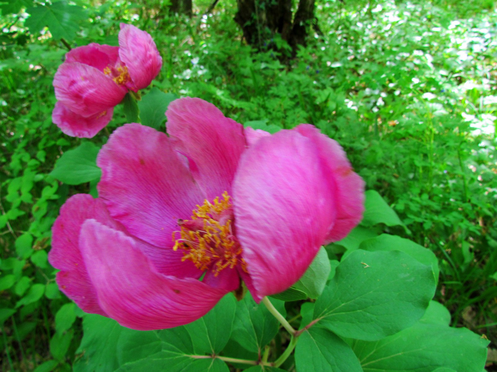 Пион крымский (Paeonia daurica)