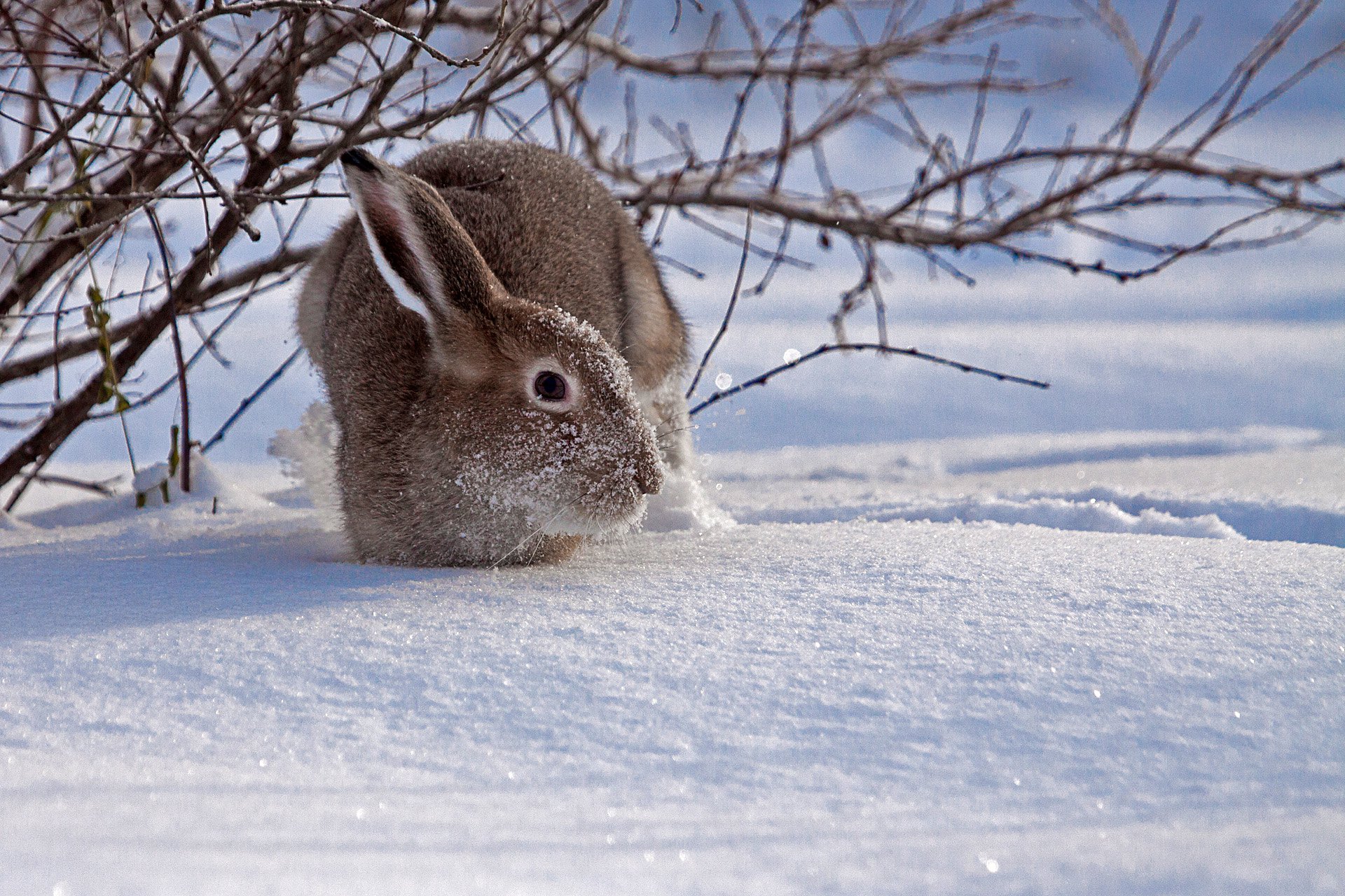 Заяц в сугробе. Заяц Русак зимой. Заяц Русак с зайчатами. Заяц под кустом. Зайчик под кустом зимой.