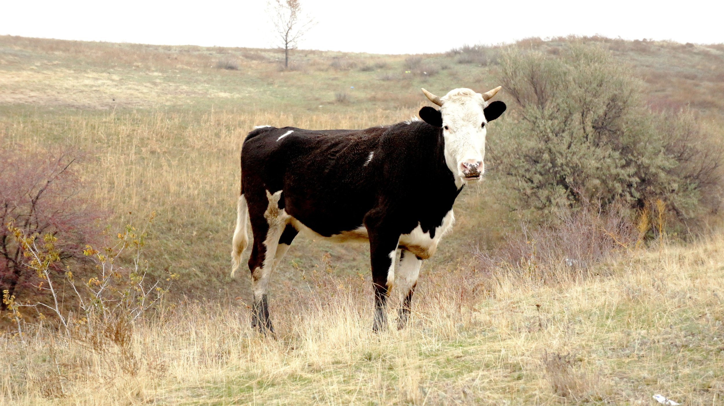 "Дикая" корова