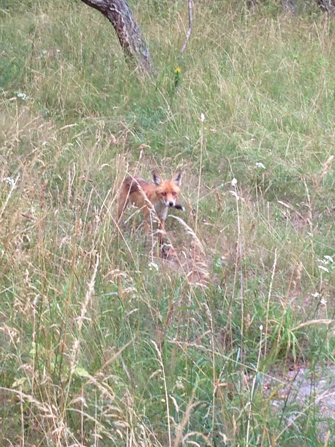 Лисичка на Куршской косе.