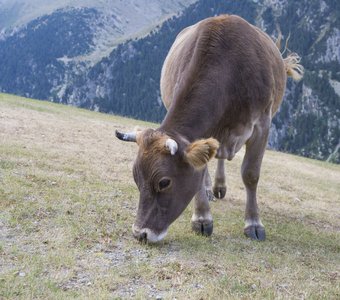 Pyrenean cow