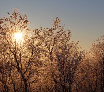 Солнечное гнездо