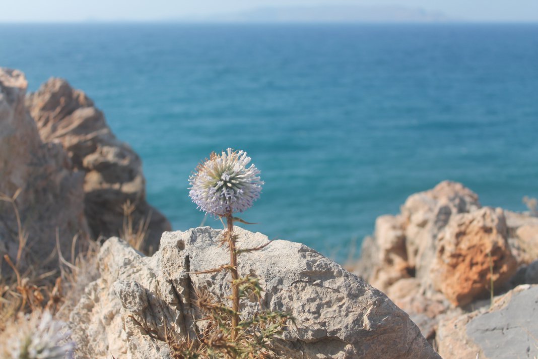 Каменный цветок