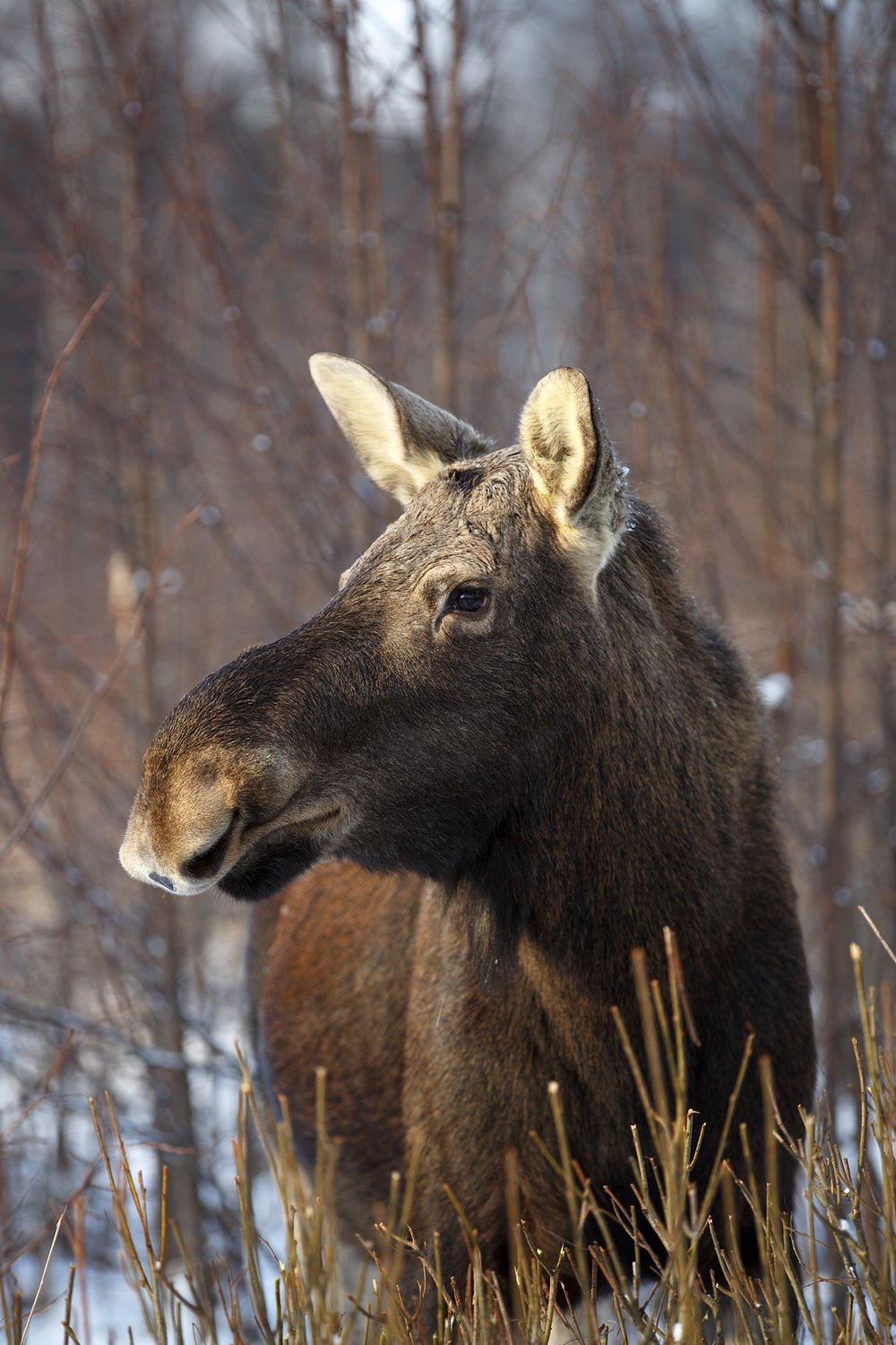 Скоро весна...