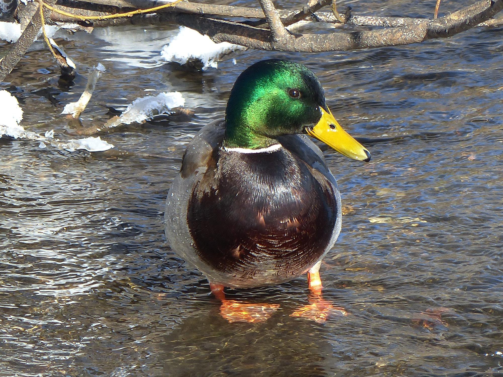 Лукавый селезень