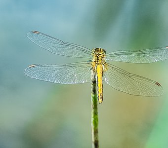 Dragonfly Sympetrum 2