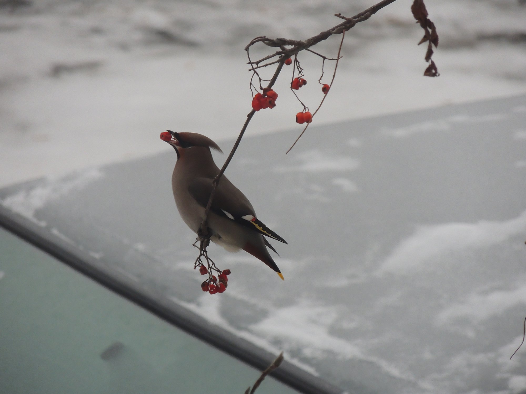 Свиристель