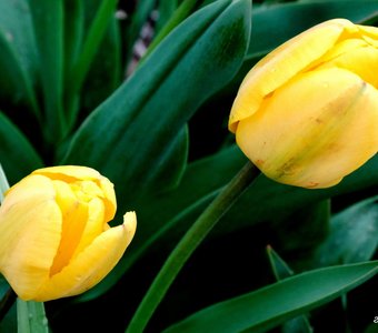жёлтые тюльпаны...