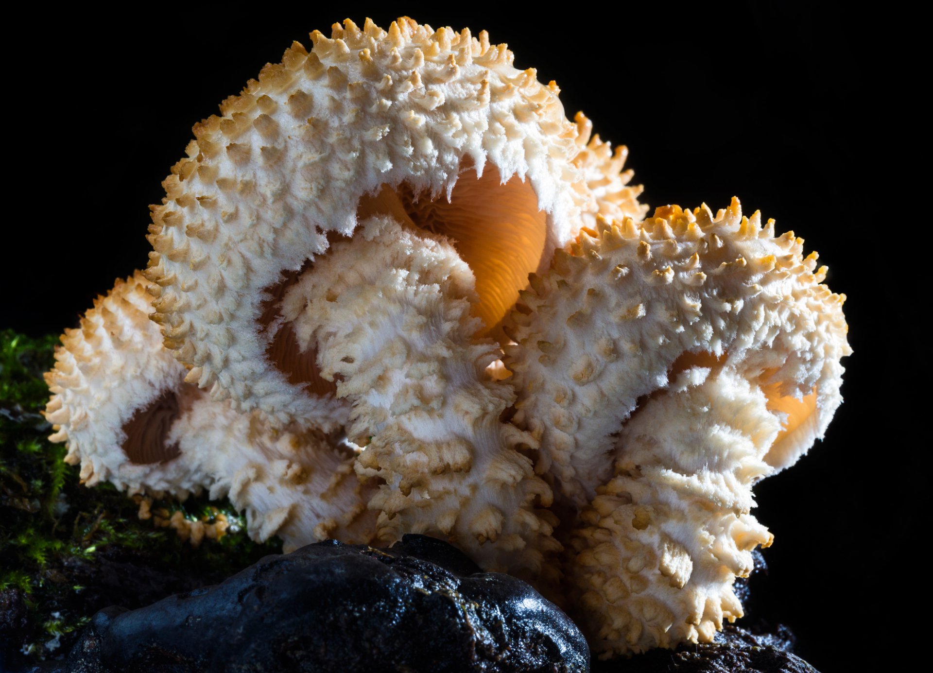 Шапки набекрень