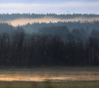 Утро с чайками и туманом на реке Унжа