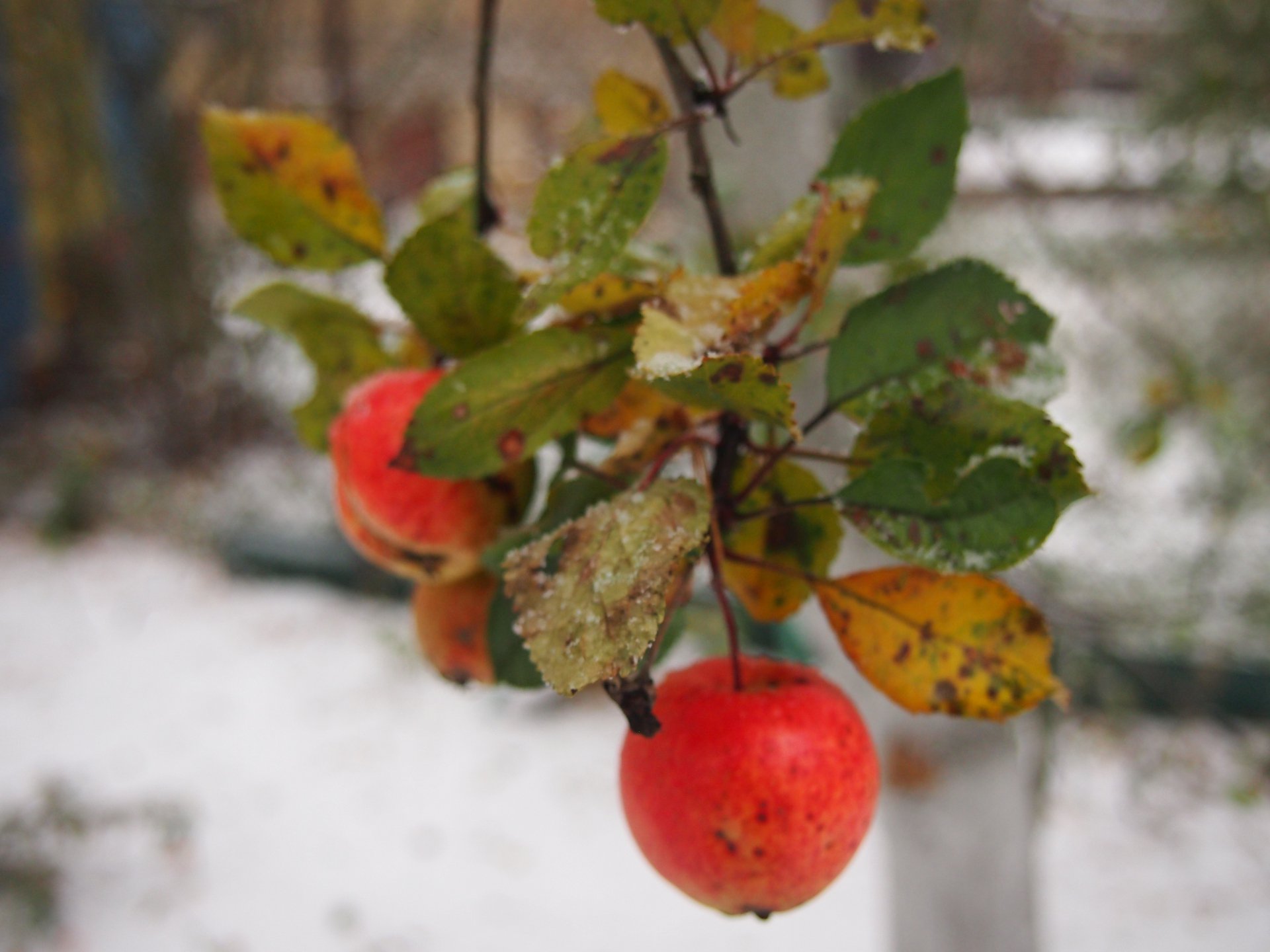 Снег, но яблоки красны, как ни когда.