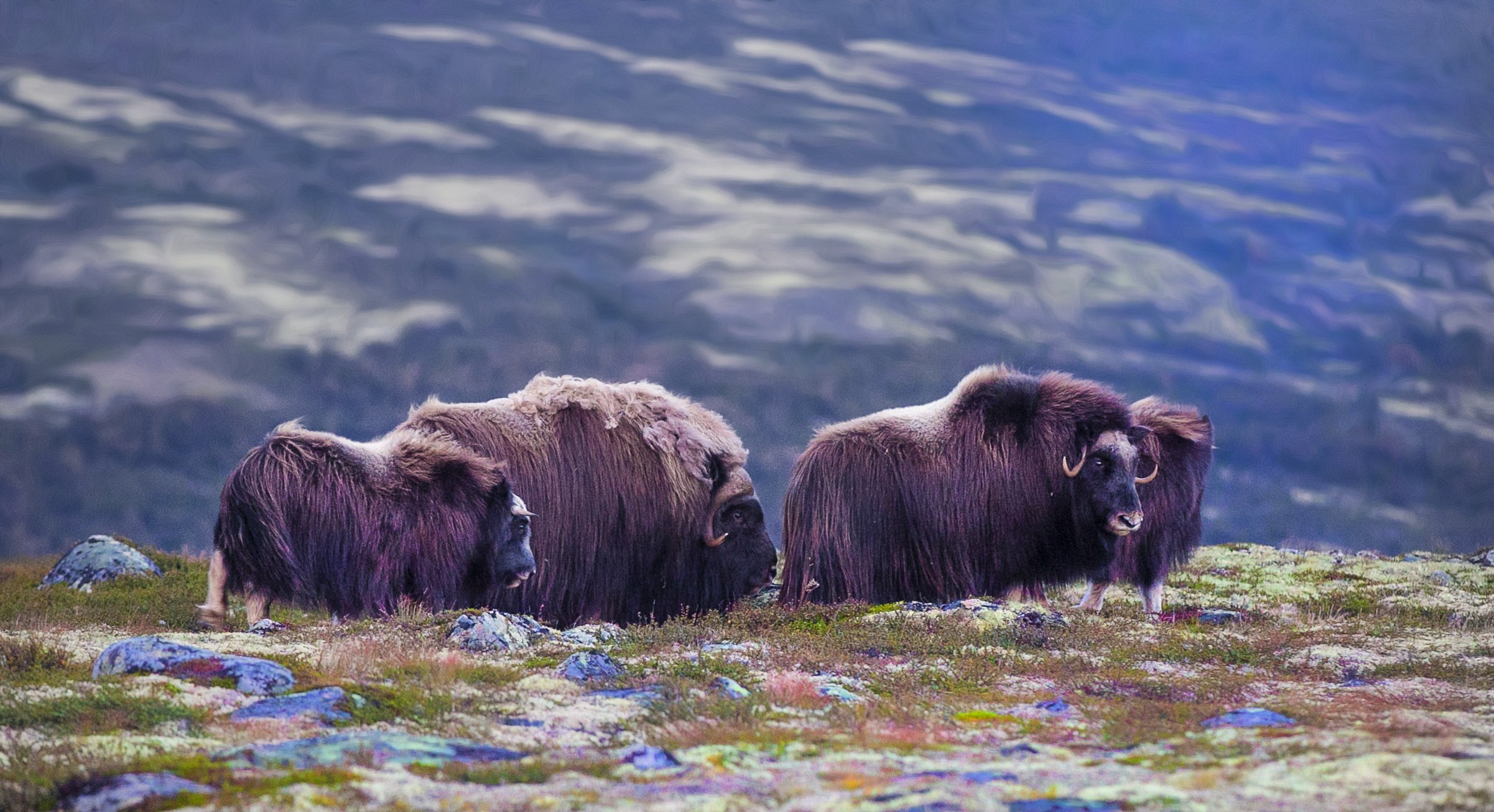 Овцебык – Титан Арктики. Овцебык Гриша. Овцебык зона обитания. Степной овцебык.