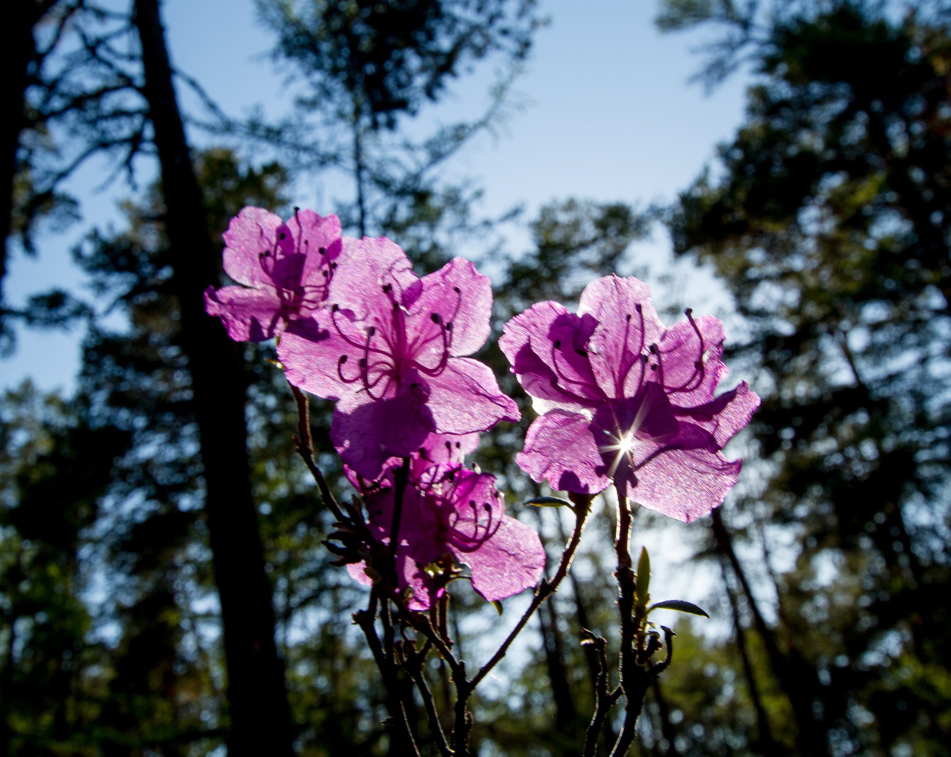 Багульник цветёт
