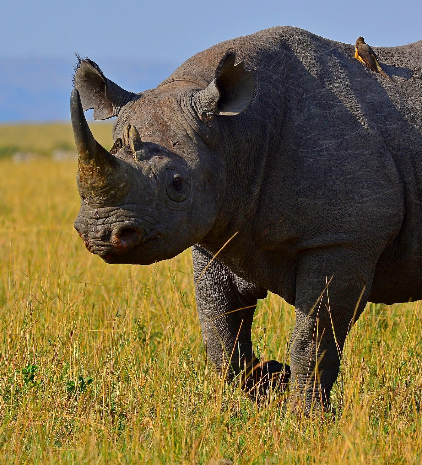 Животные нат. Западноафриканский черный носорог. Калерунский чёрный носорог. Запажно-Африканский черный носорог. Африканский белый носорог.