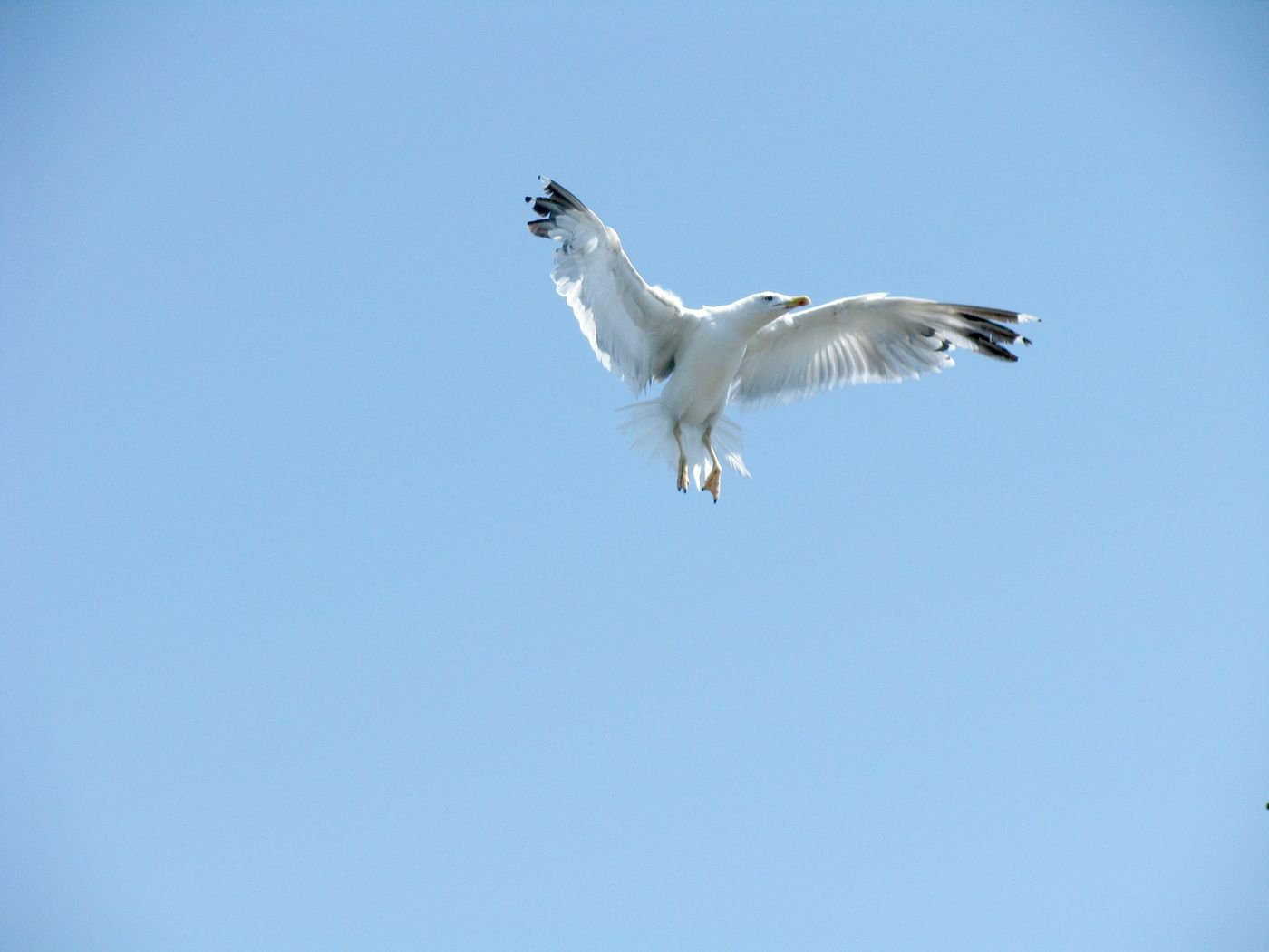 Над уровнем неба