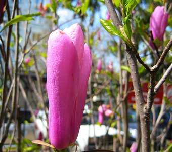 Магнолия Суланжа "Линней" Magnolia soulangeana "Lennei".