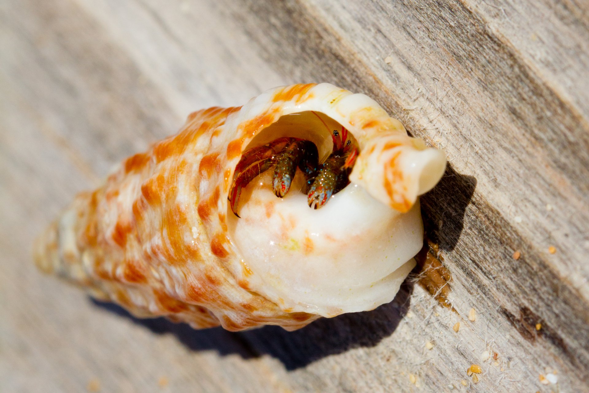 рак отшельник