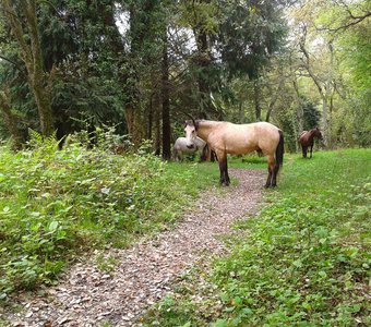 Лошади на лесной тропинке