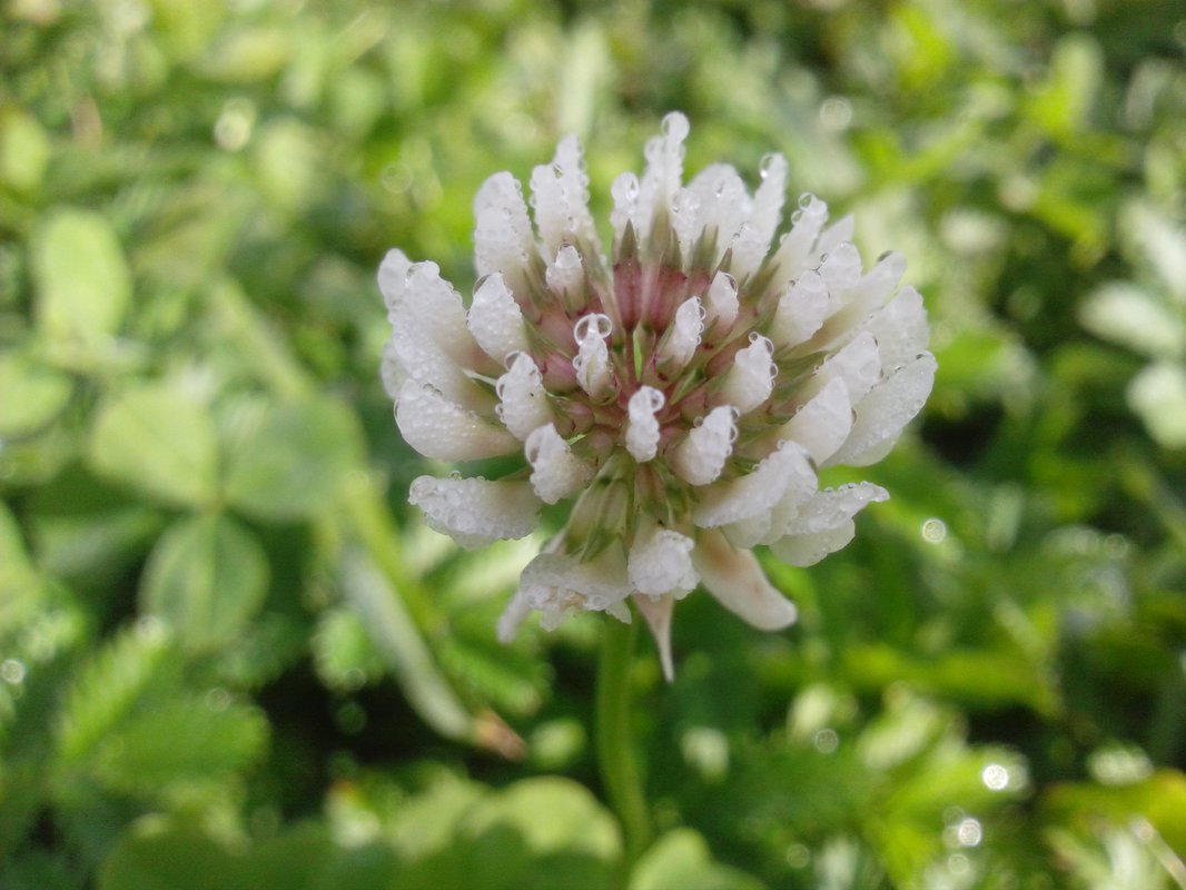 Клевер ползучий pentaphyllum