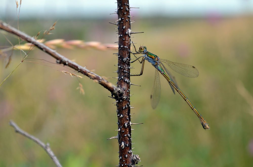 Стрекоза на веточке шиповника