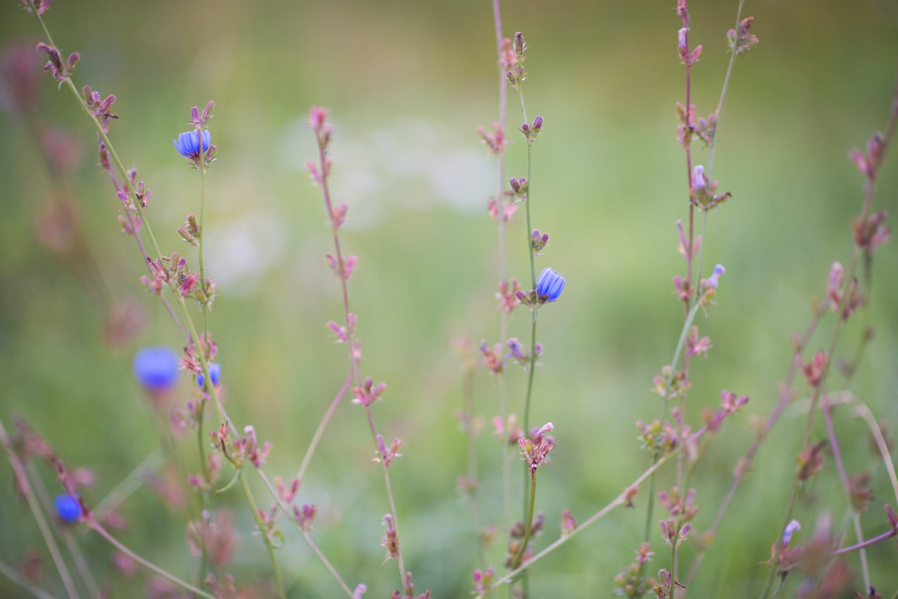Утренняя свежесть