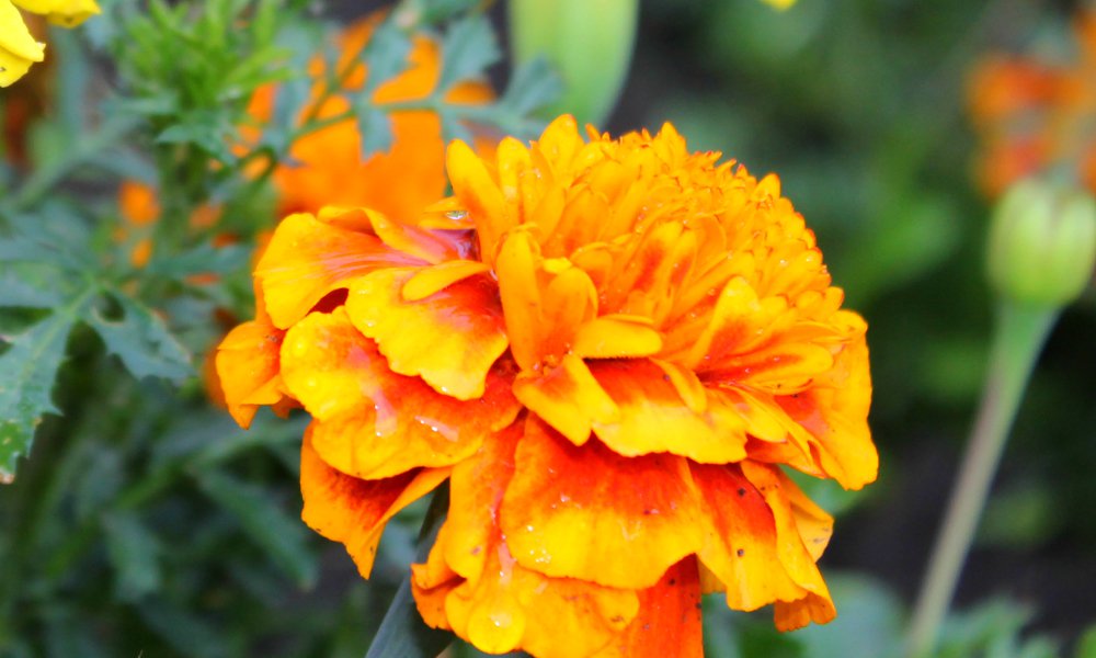 Напоминание о лете