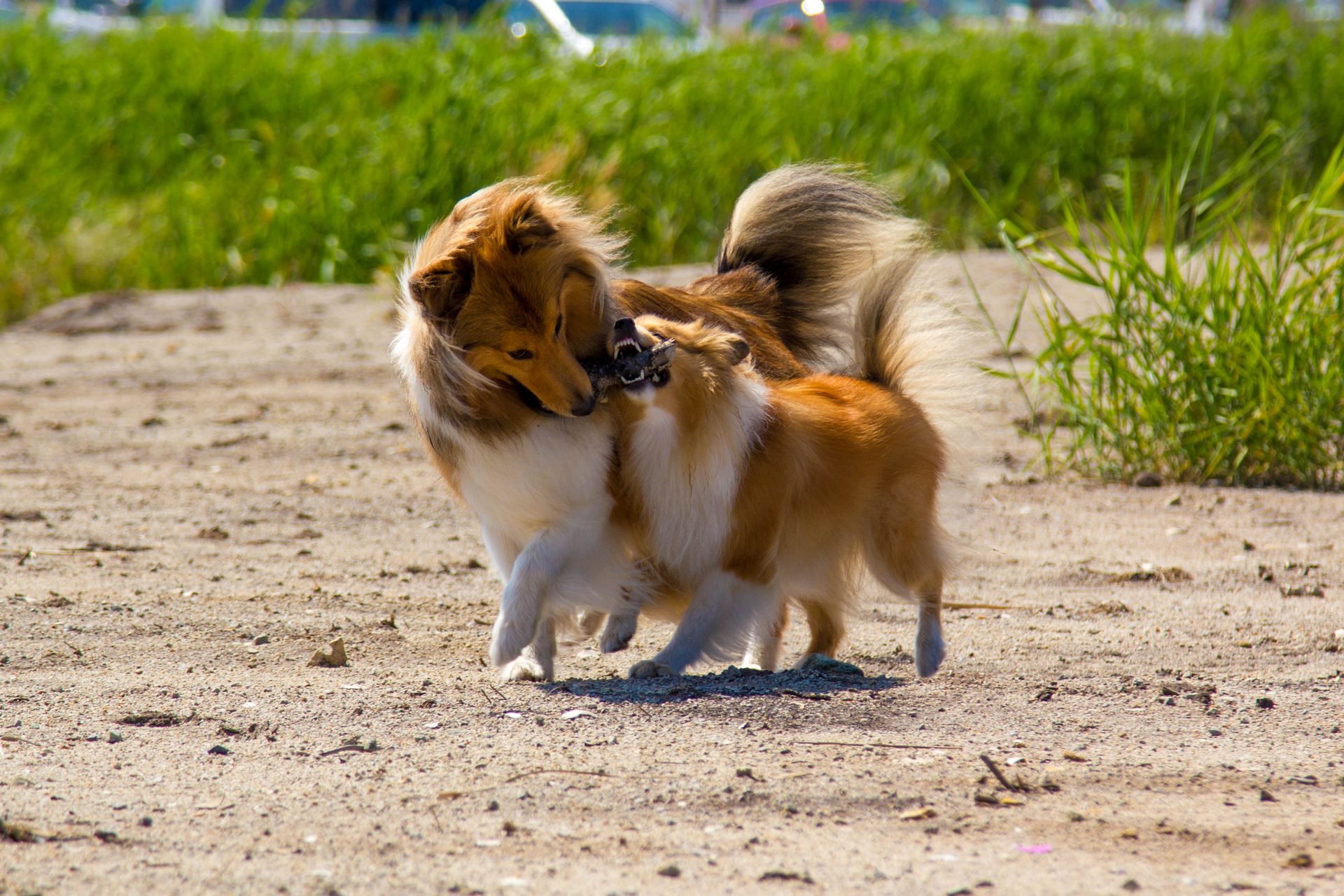 Давай вместе поиграем