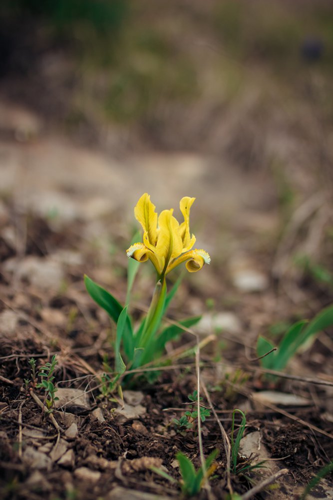 Лучик солнца на горном склоне