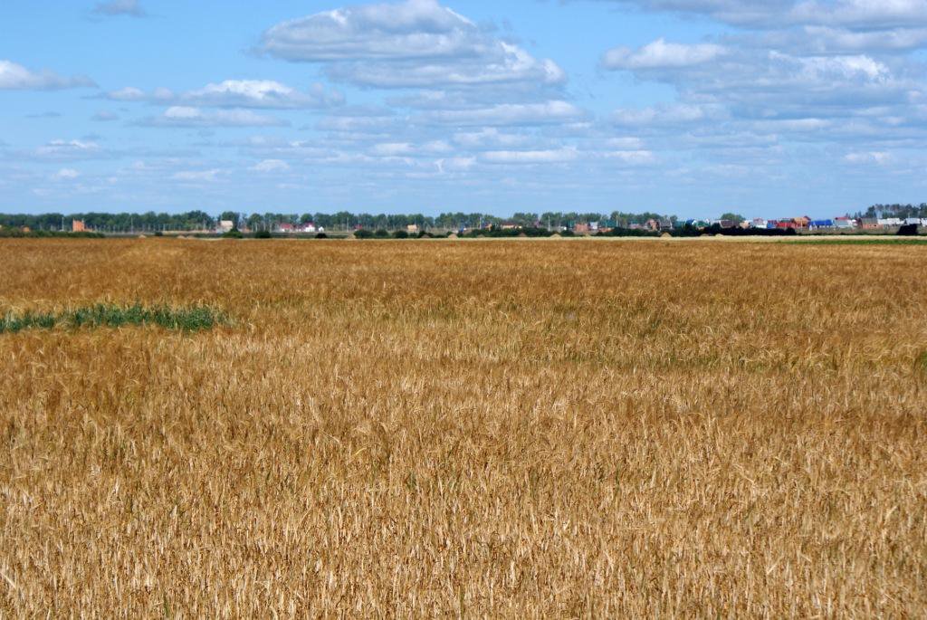 Поле - Русское поле...