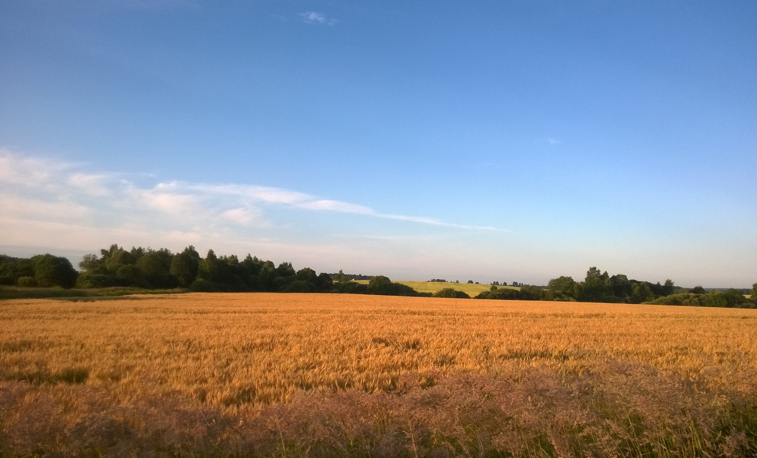 Золотая нива