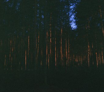 Лес в закате