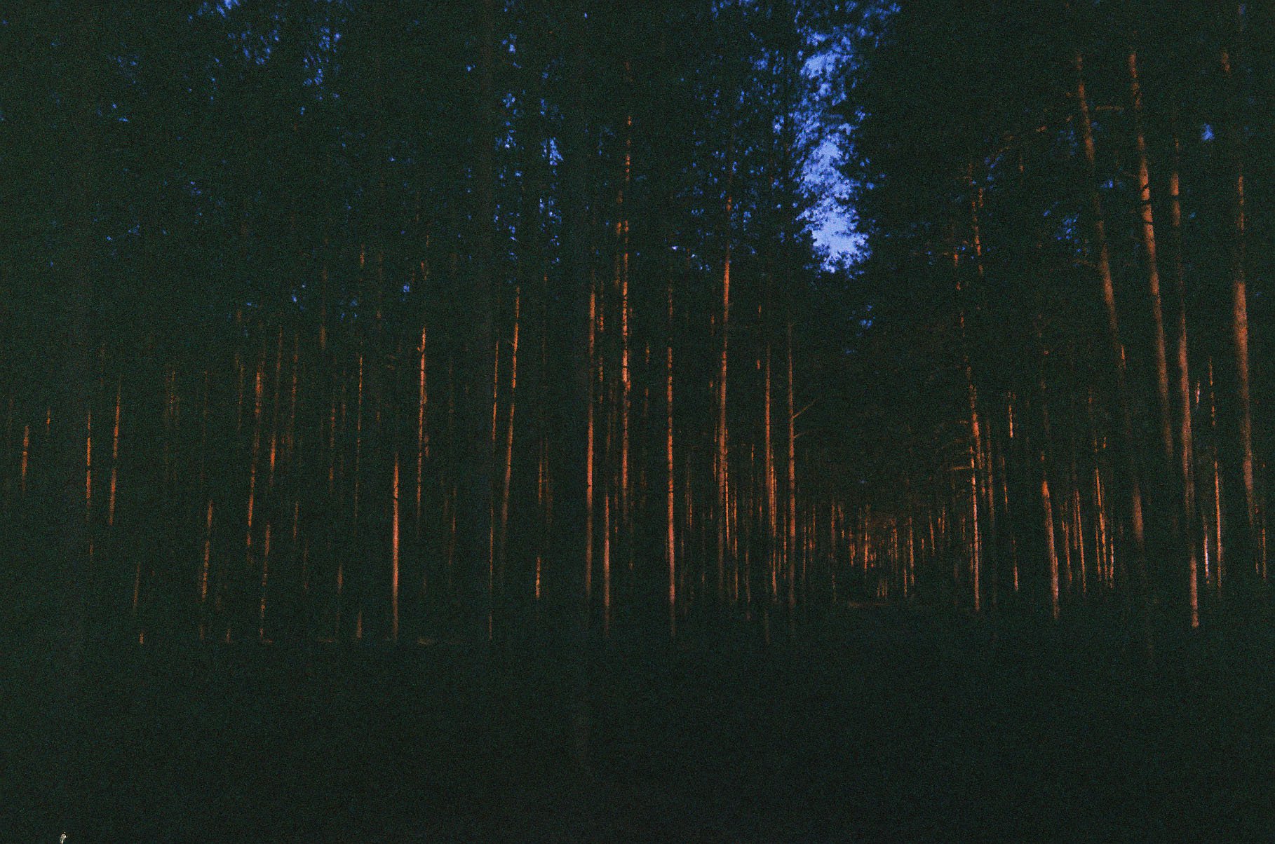 Лес в закате