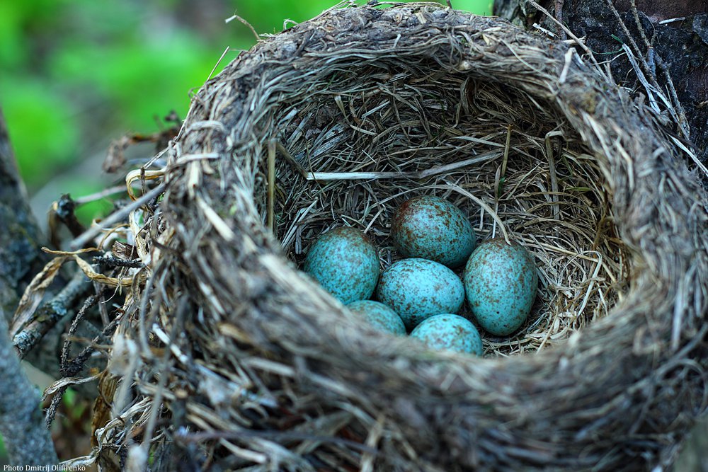Какого цвета яйца птиц. Странствующий Дрозд в гнезде. Странствующий Дрозд яйца. Голубые яйца дрозда. Яйца скворца в гнезде.