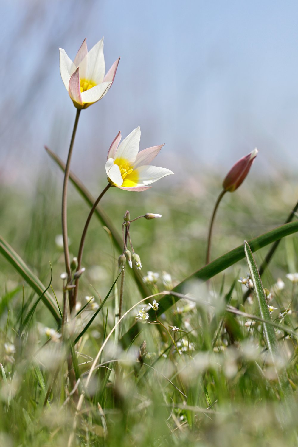 Тюльпан двуцветковый