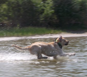 Лабрадор Арчи купается в реке Обь