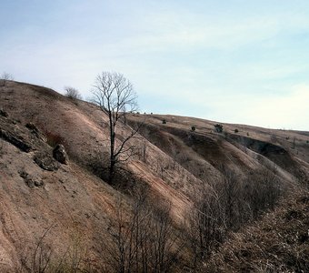 Курочкинский овраг в мае