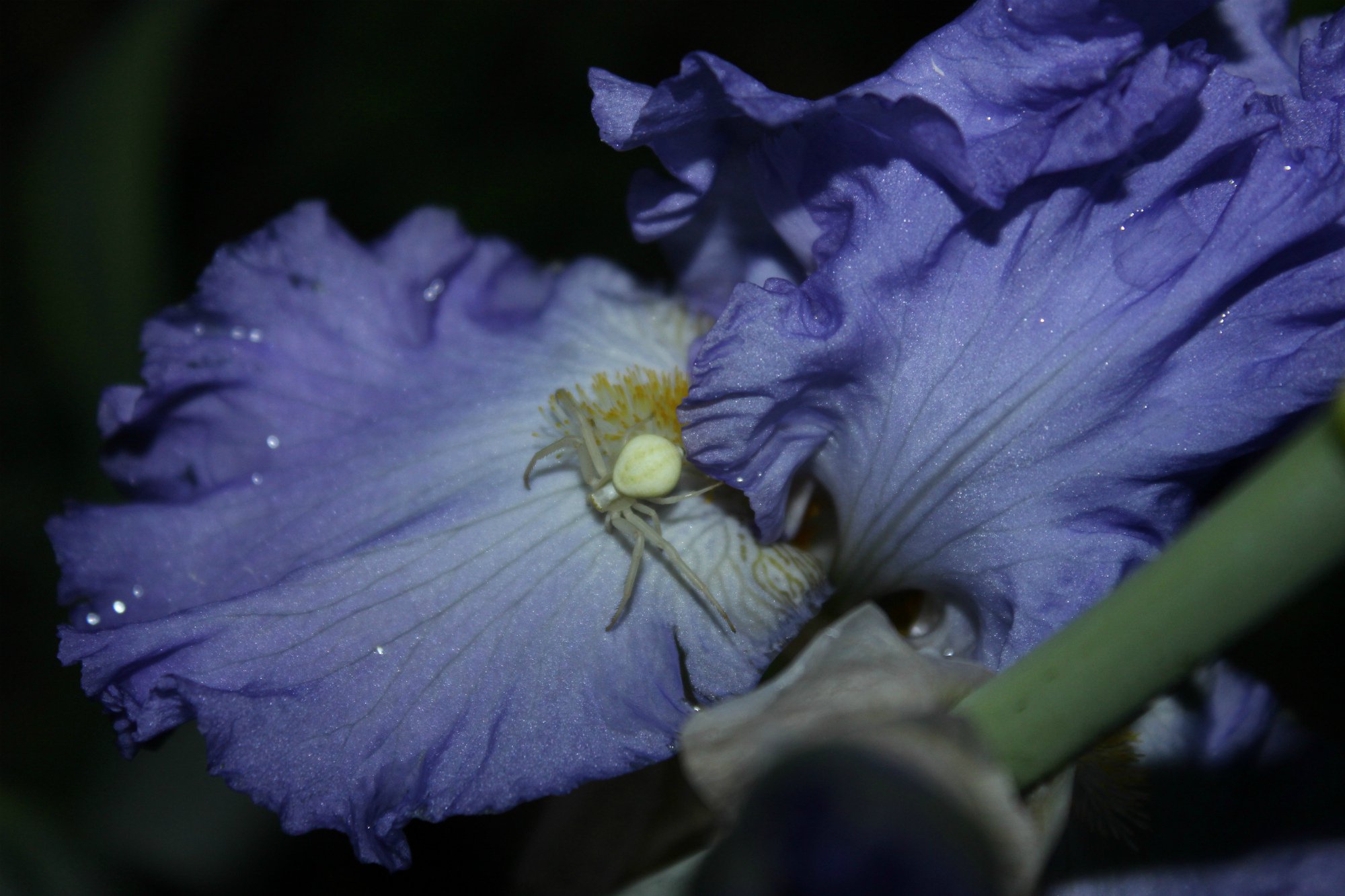 Белый Каракурт