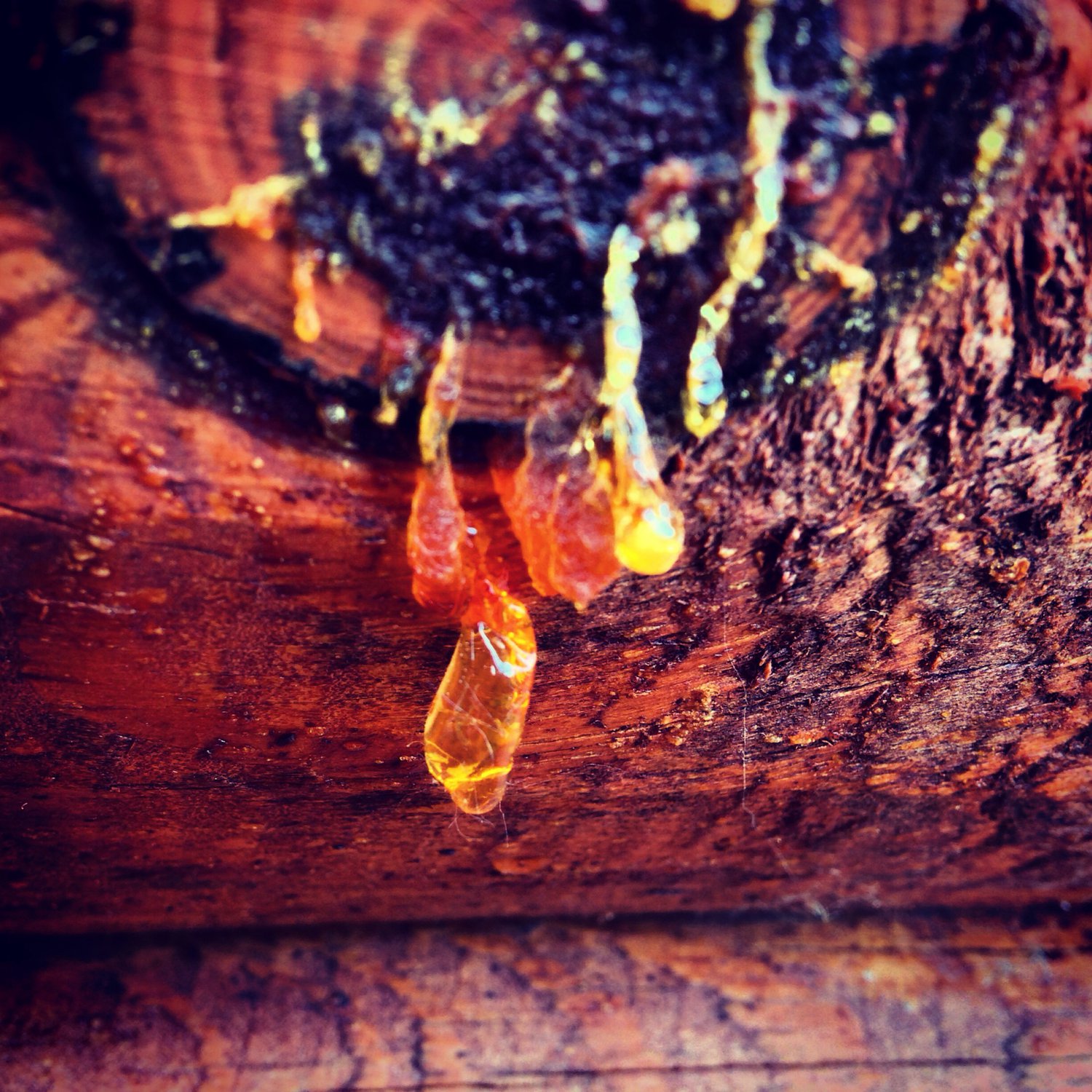 Янтарь в первозданном виде